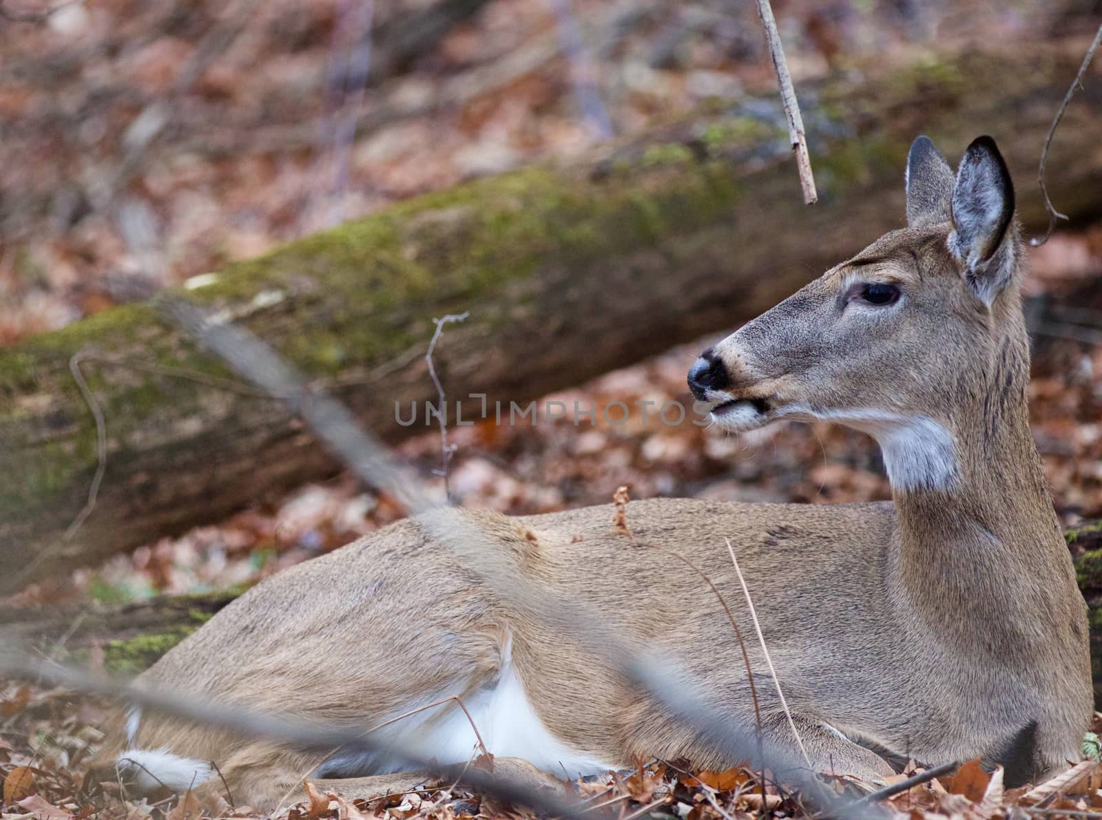 Picture with a cute deer laying on the leaves in the forest