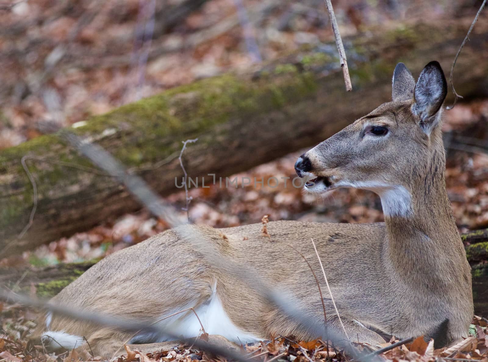 Image with a deer talking something by teo