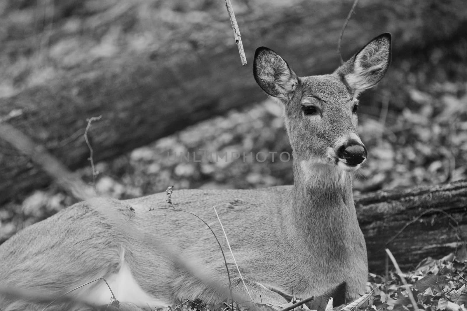 Black and white picture of a beautiful deer by teo
