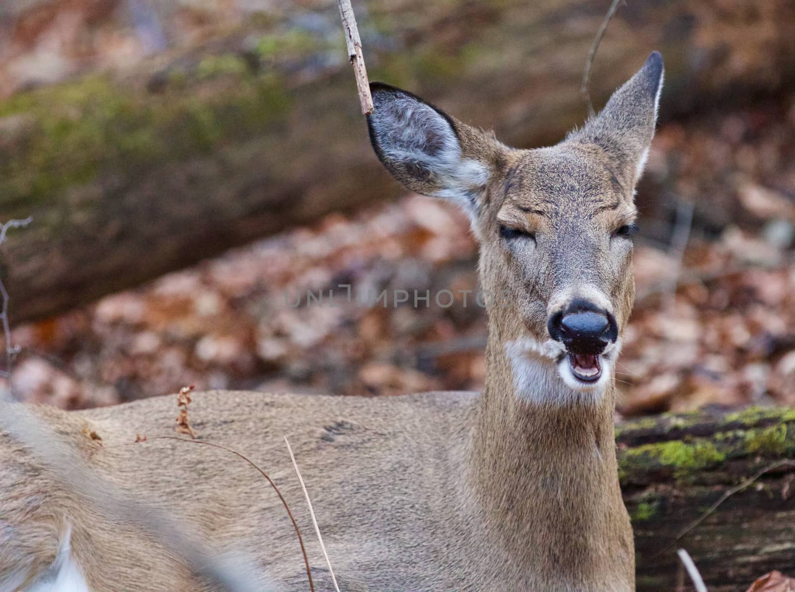 Funny close-up of a deer in the forest