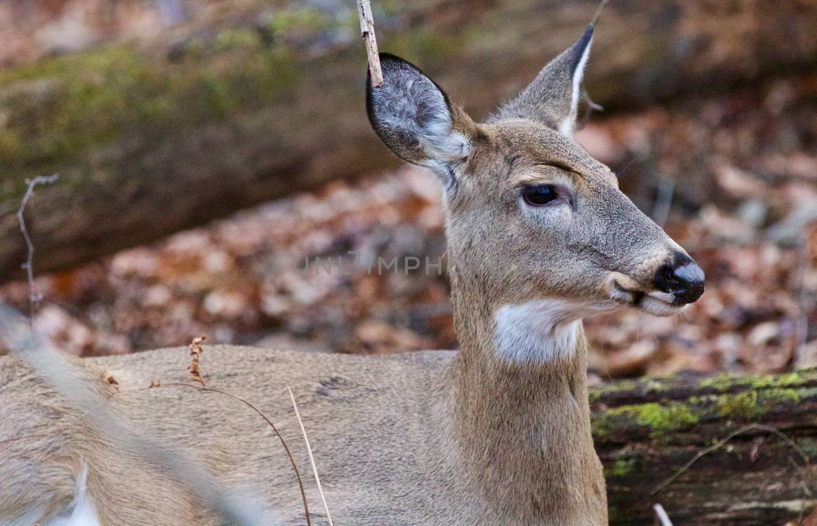 Photo of a beautiful deer looking aside