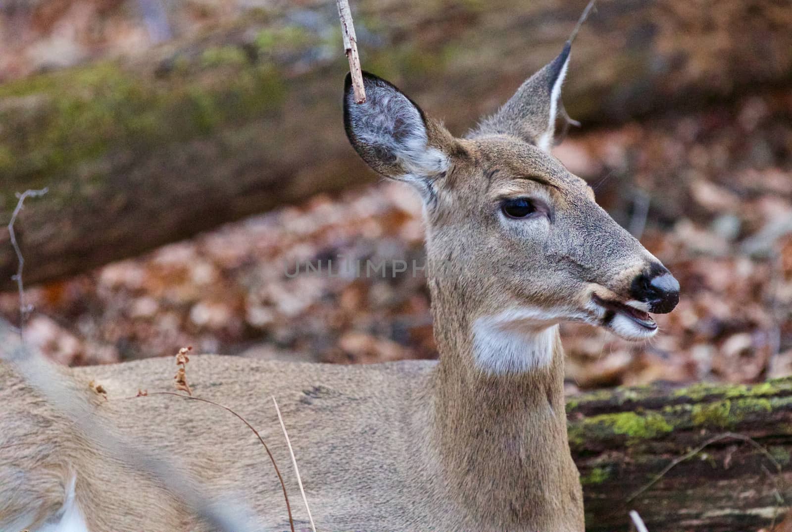 Photo of a wild deer talking something by teo