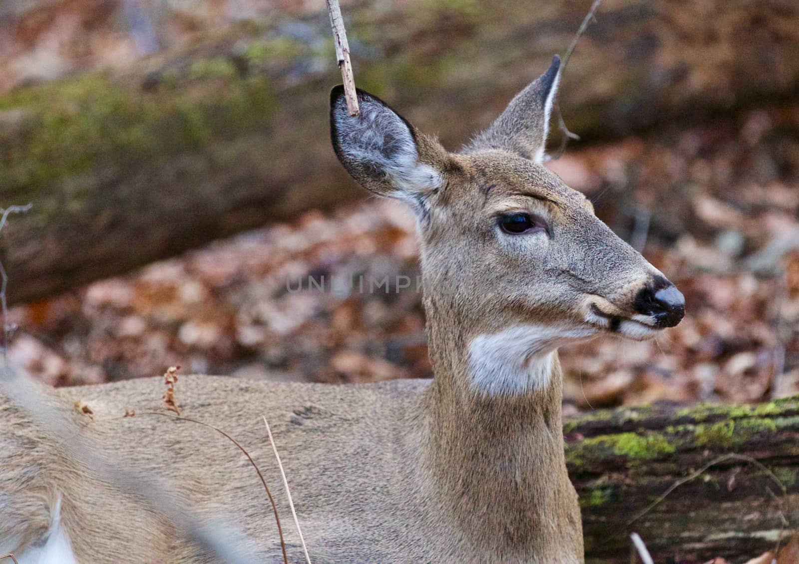 Photo of the cute deer laying on the ground