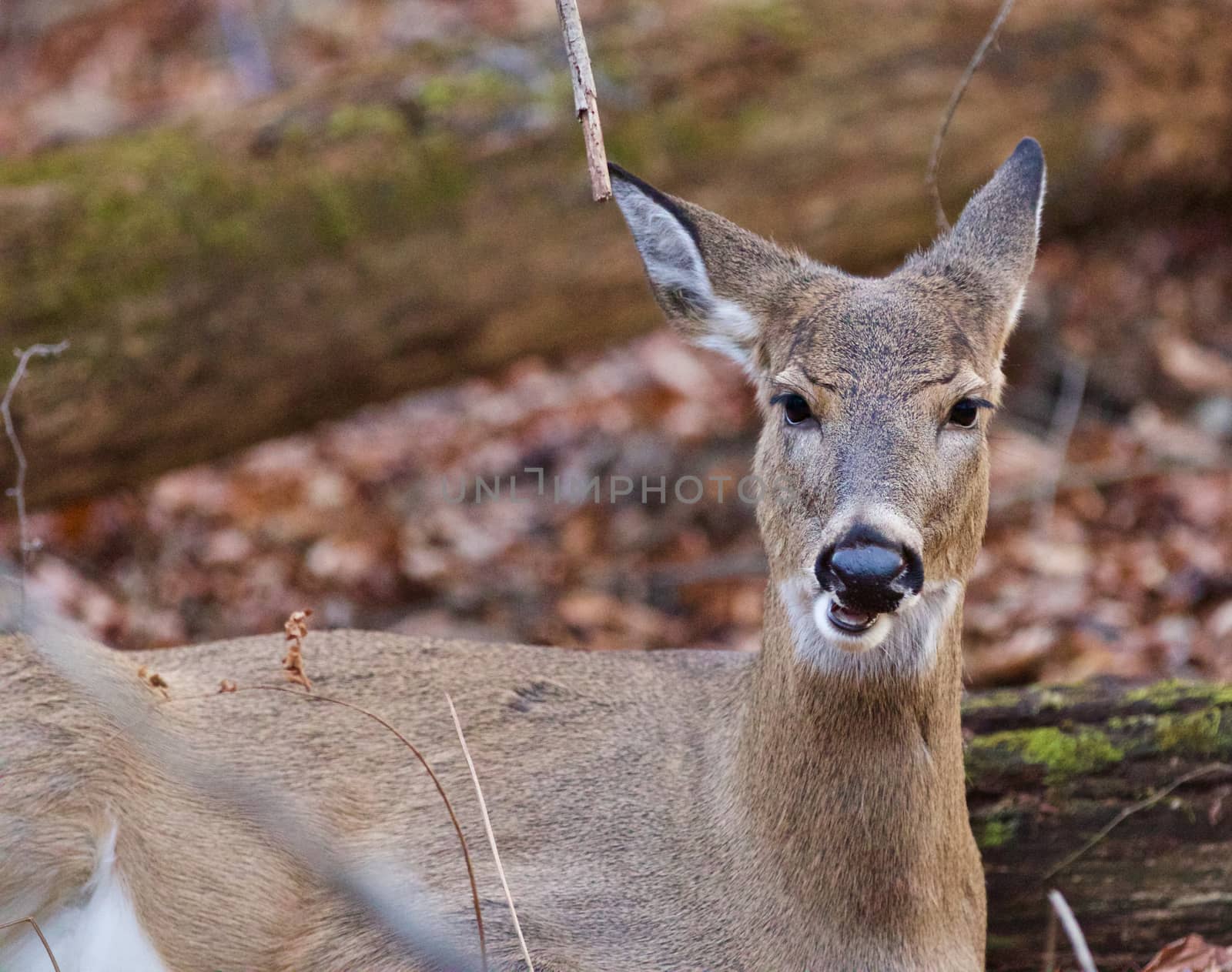 Funny picture with a deer in the forest