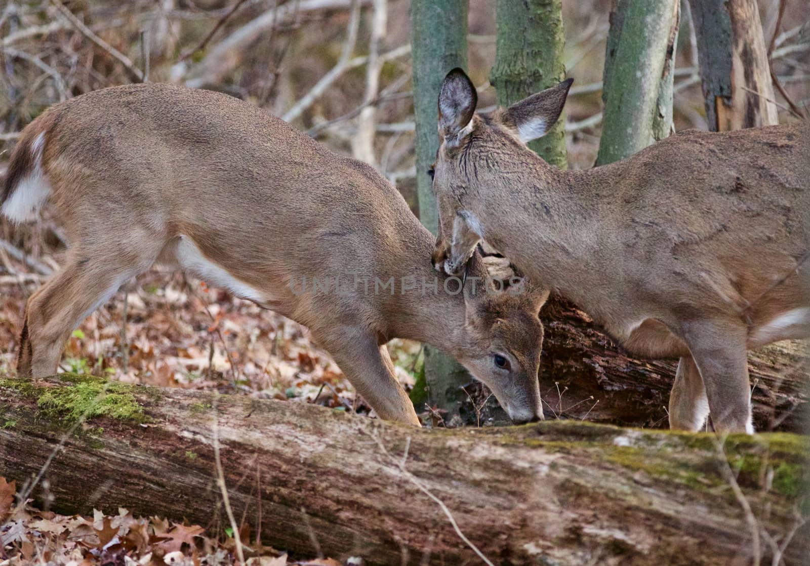 Photo of the cute young deer and his mom by teo