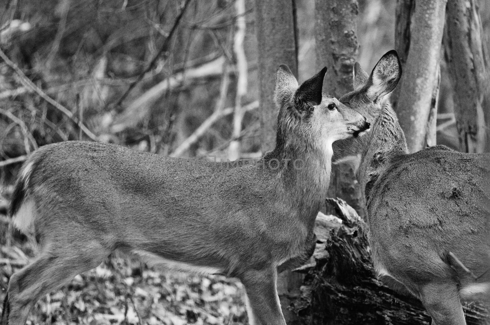 Beautiful black and white photo with the kissing deers by teo