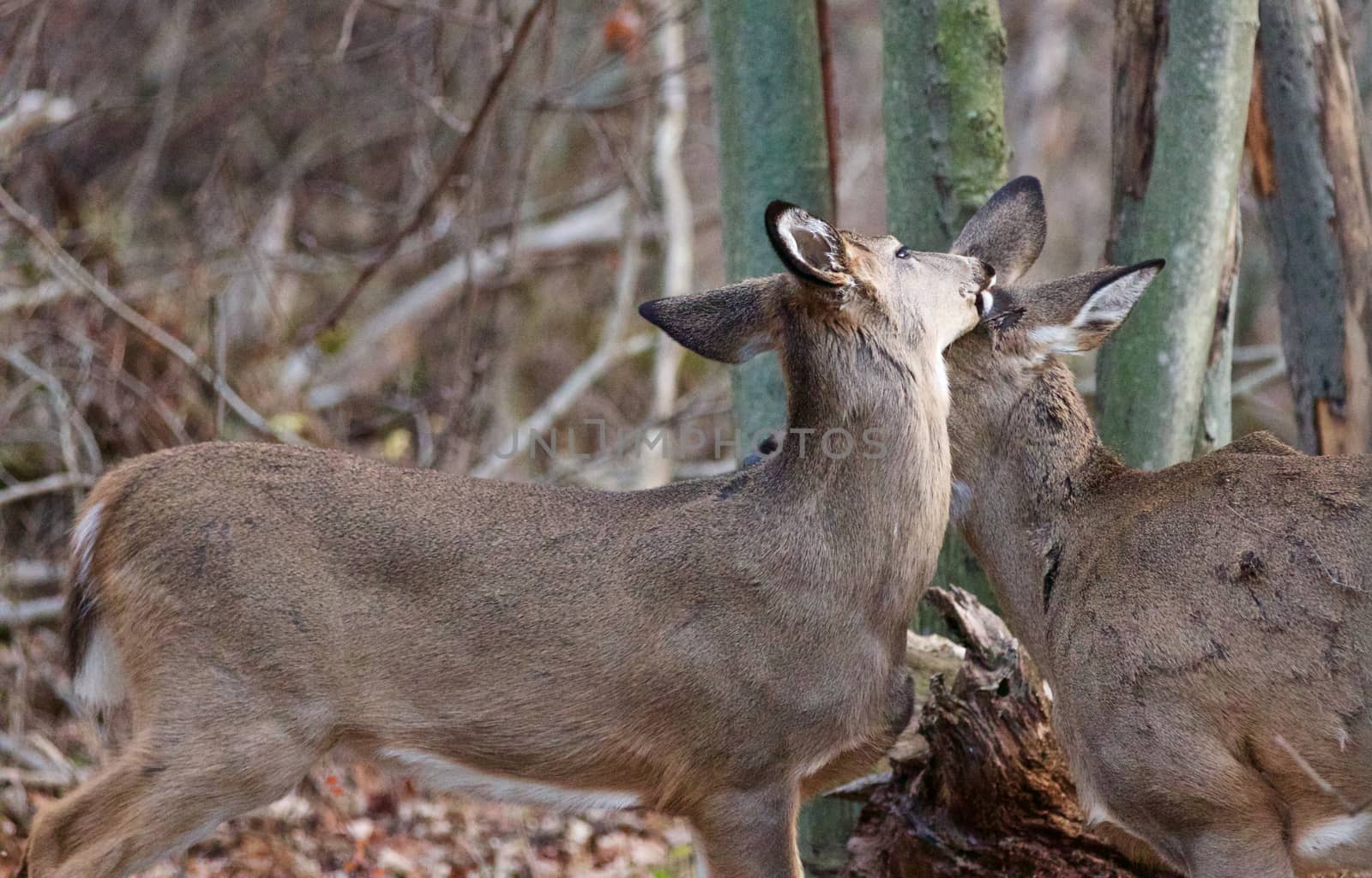 Photo of wild deers in love