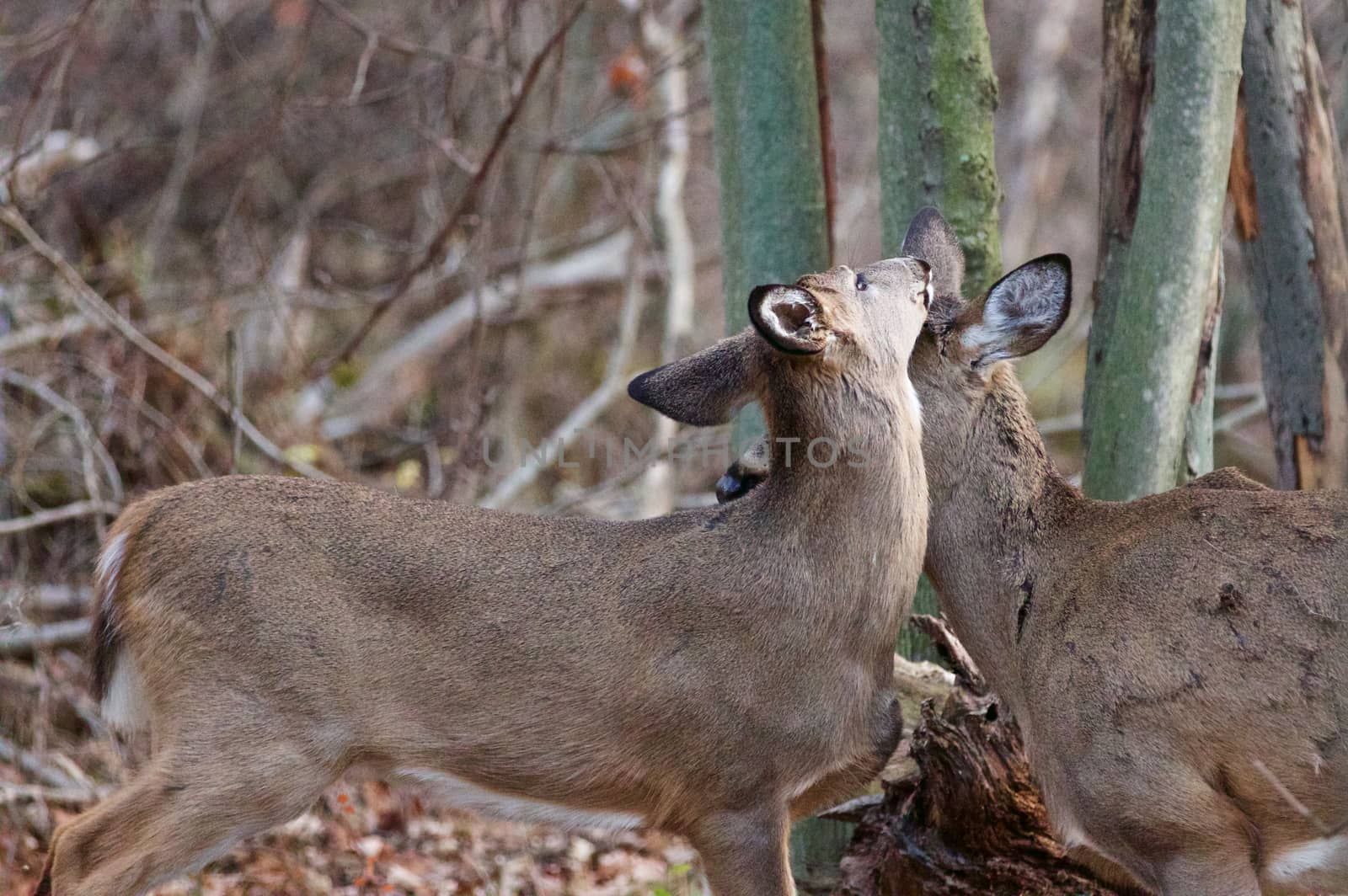 Beautifle couple of deers in the forest