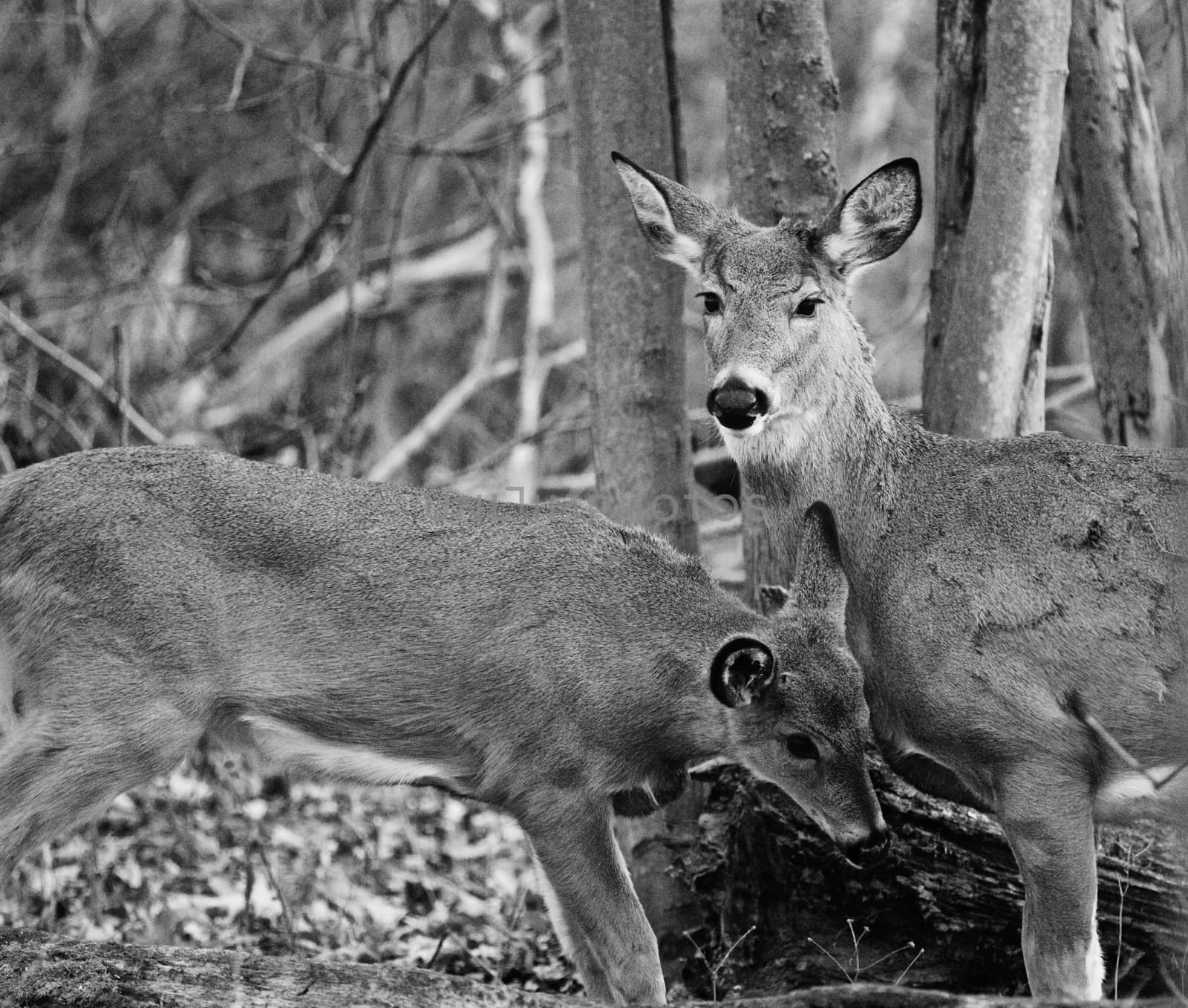 Beautiful black and white image with a pair of wild deers in the forest