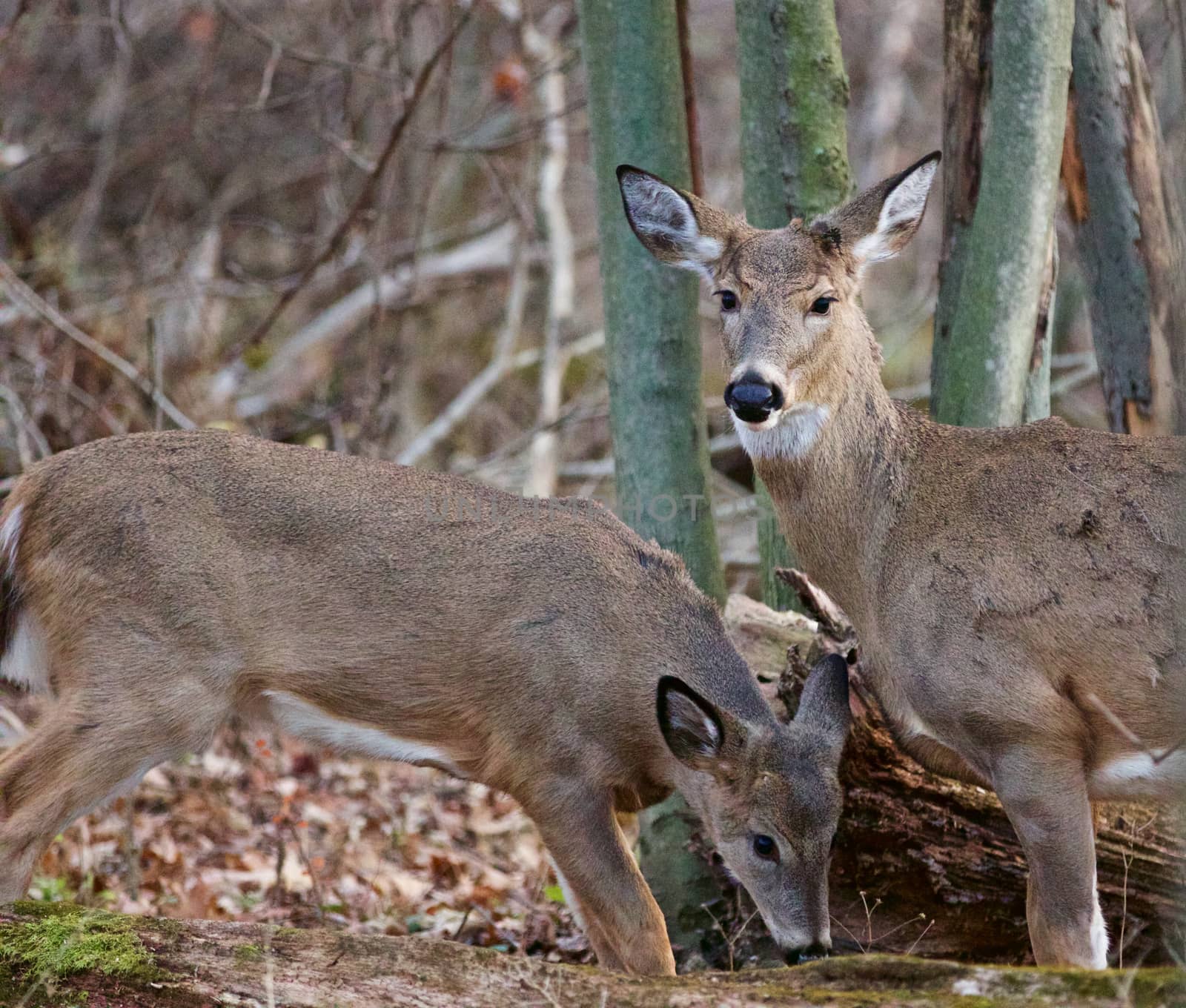 Photo of the pair of deers by teo