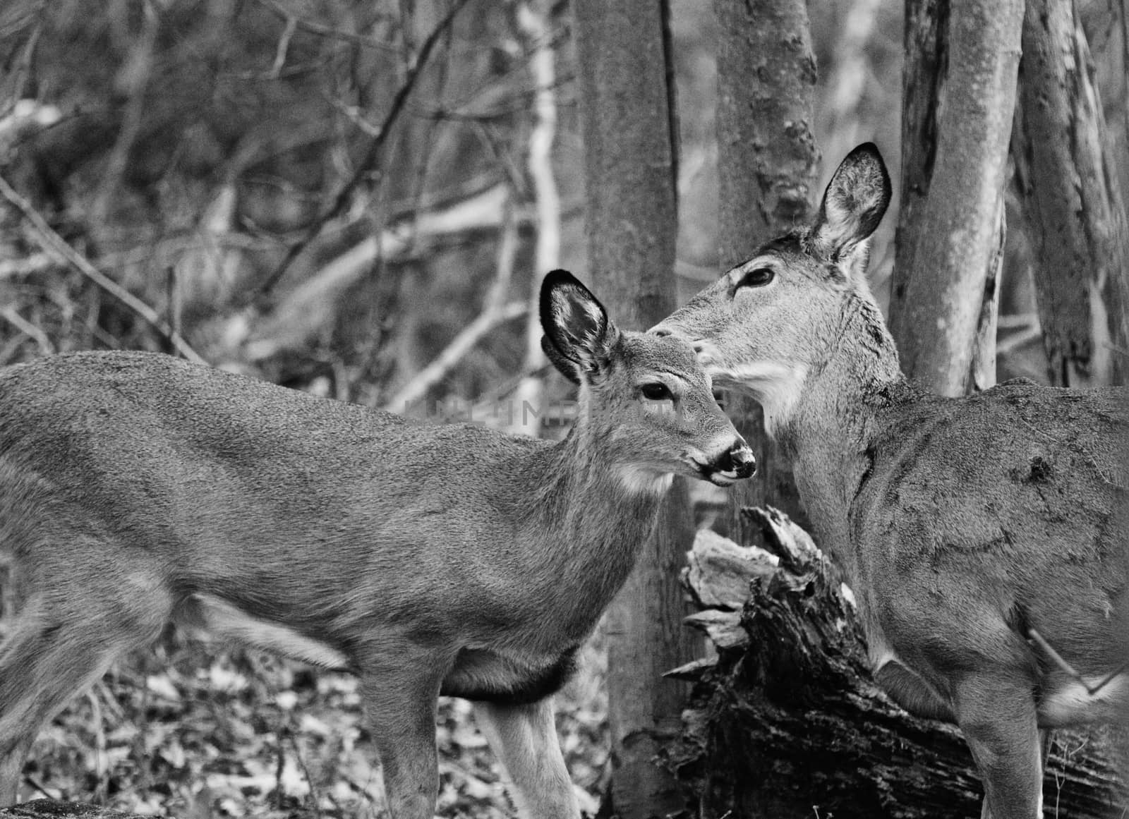 Beautiful black and white image with the deers in love