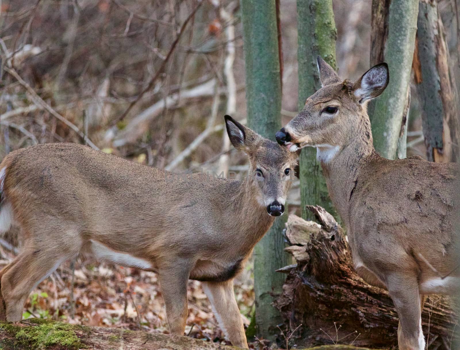 Cute pair of the wild deers in the forest