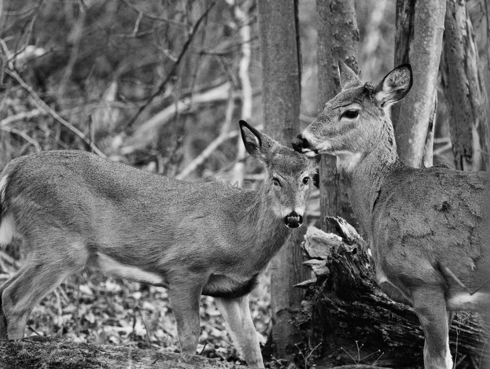 Beautiful black and white photo of the wild deer's love