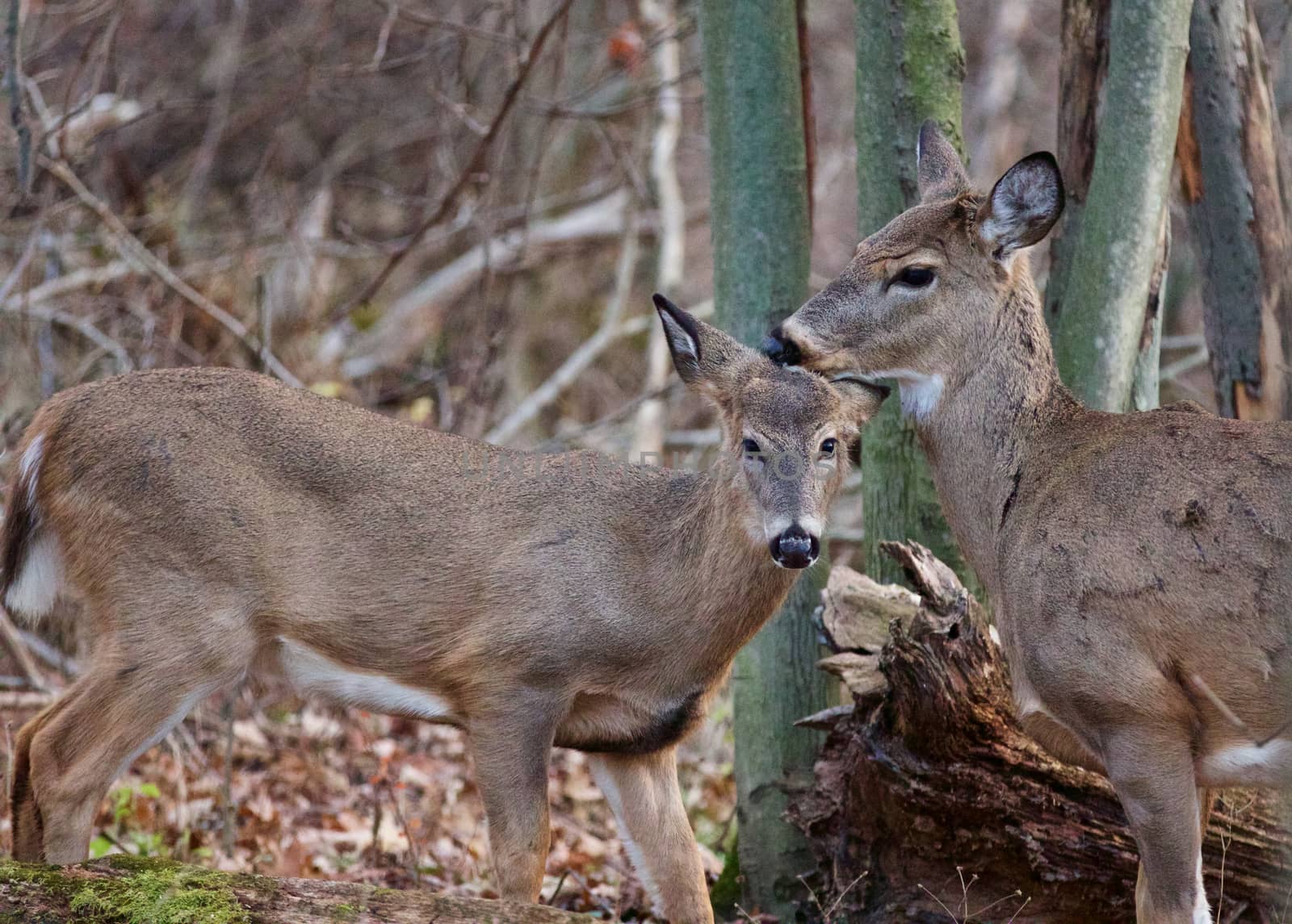 Photo of the cute young deer and his mom in the forest