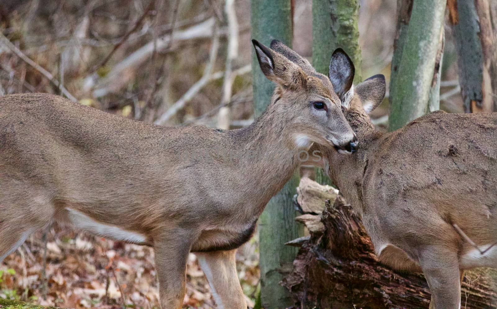 Photo of a pair of cute deers in the forest