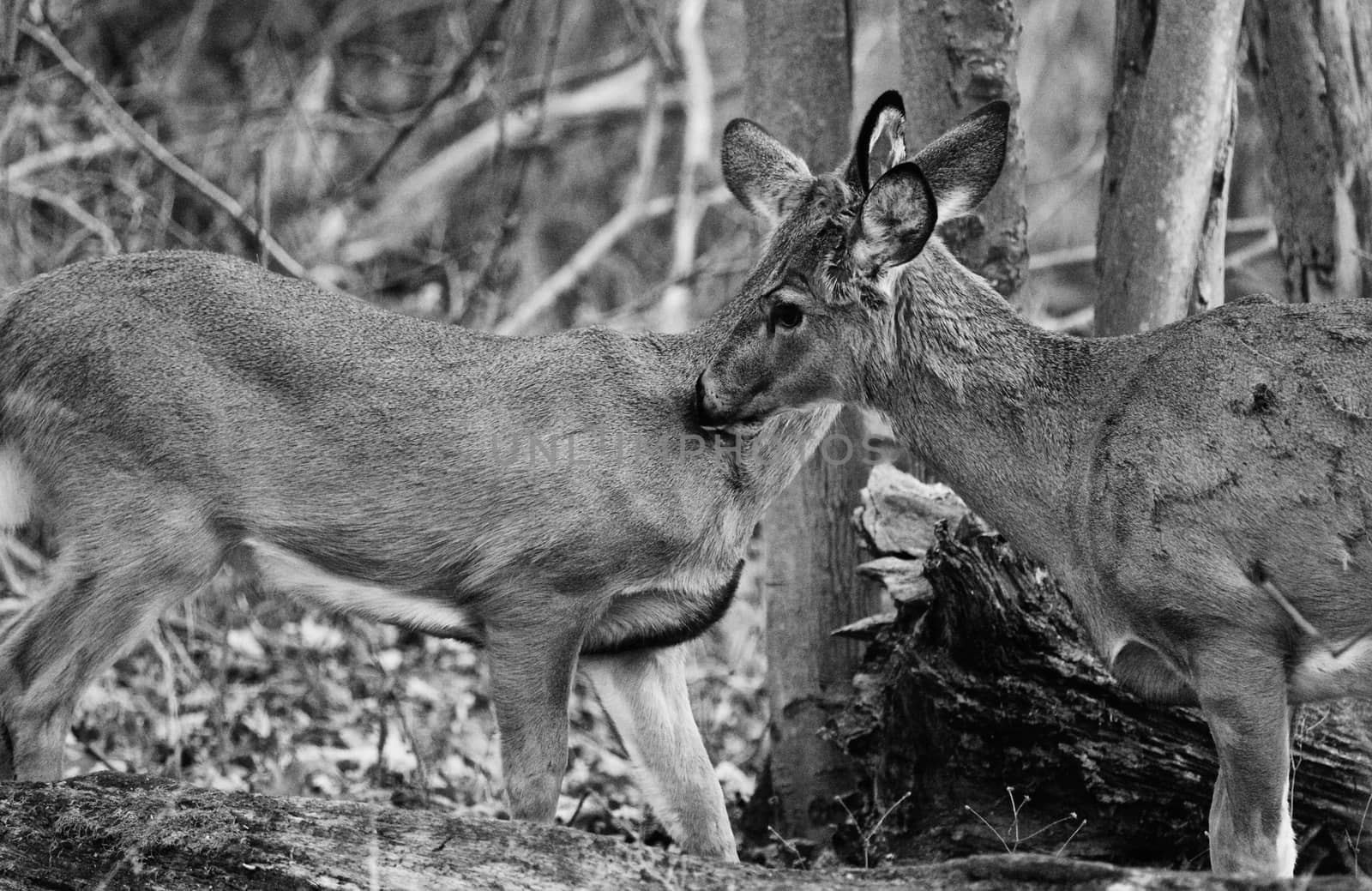 Black and white photo of pair of deers by teo