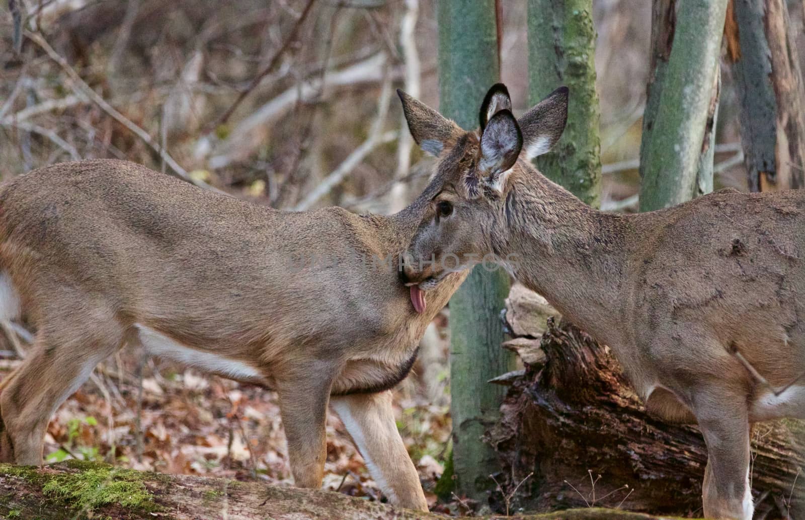 Image with the pair of wild deers licking each other