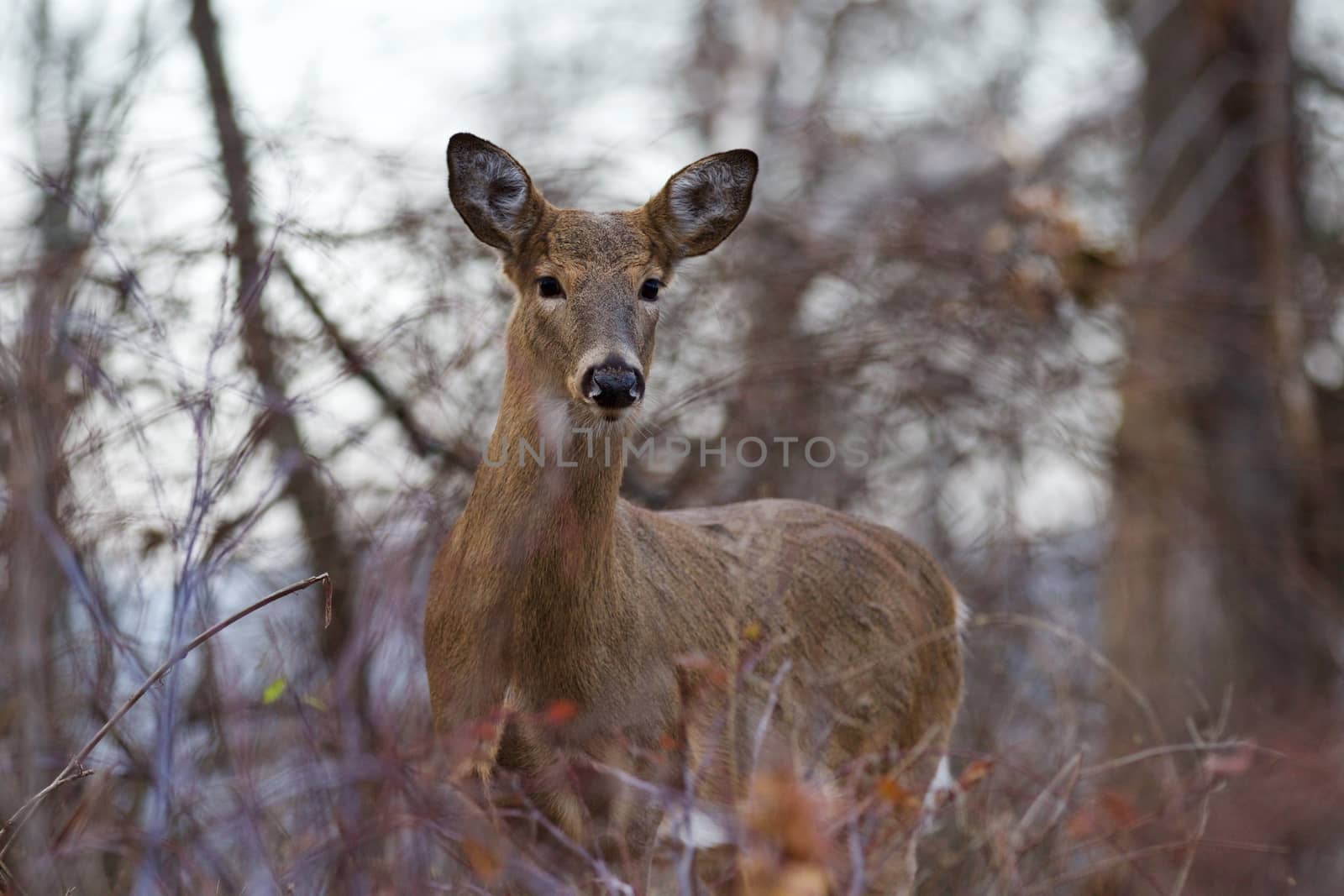 Image with the wide awake deer in the bush