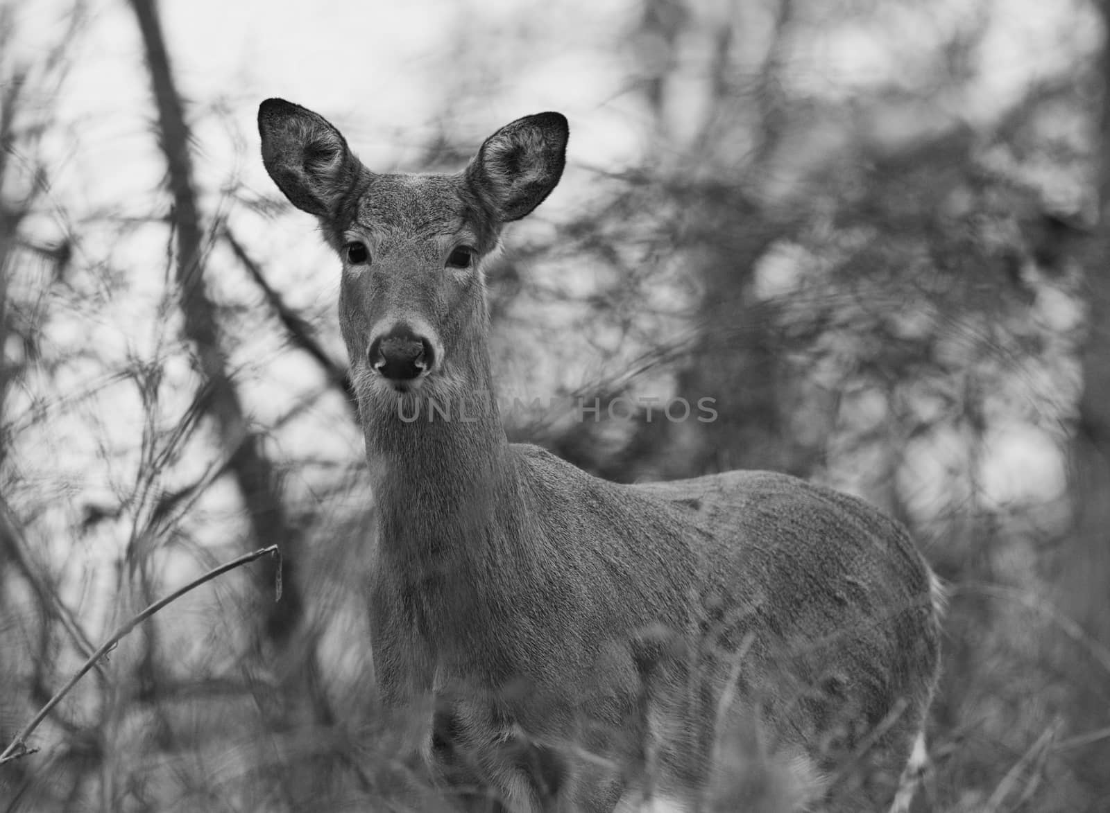 Beautiful black and white photo of the wild deer by teo