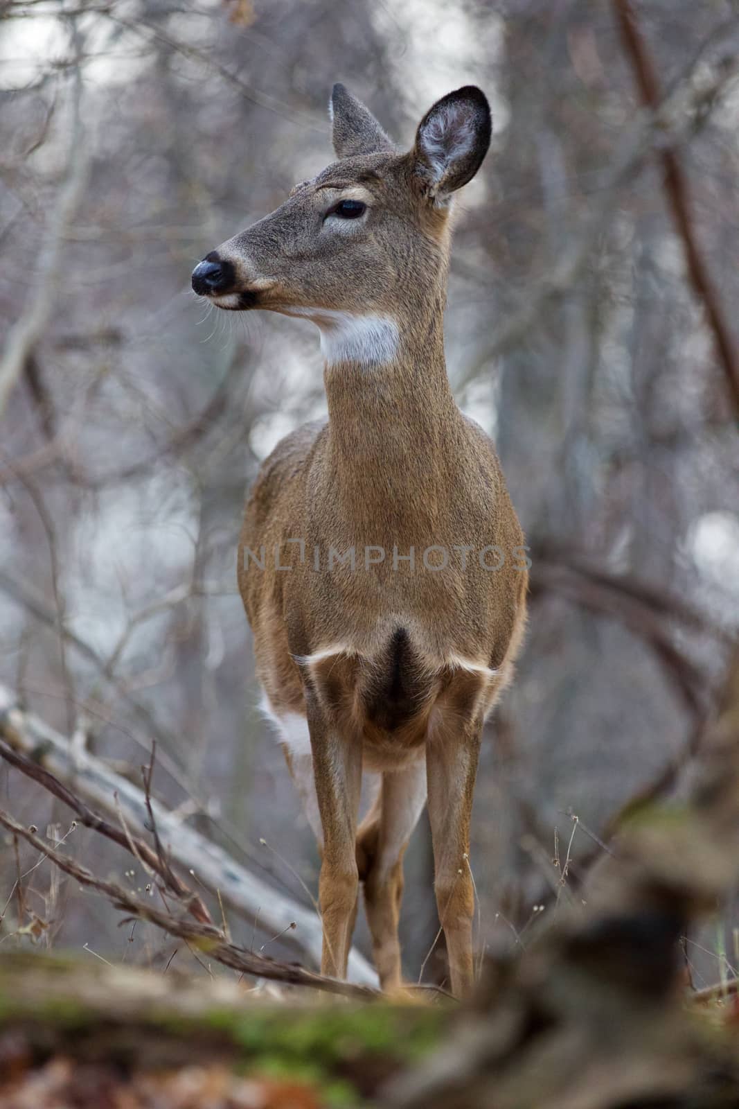 Beautiful picture with a deer by teo