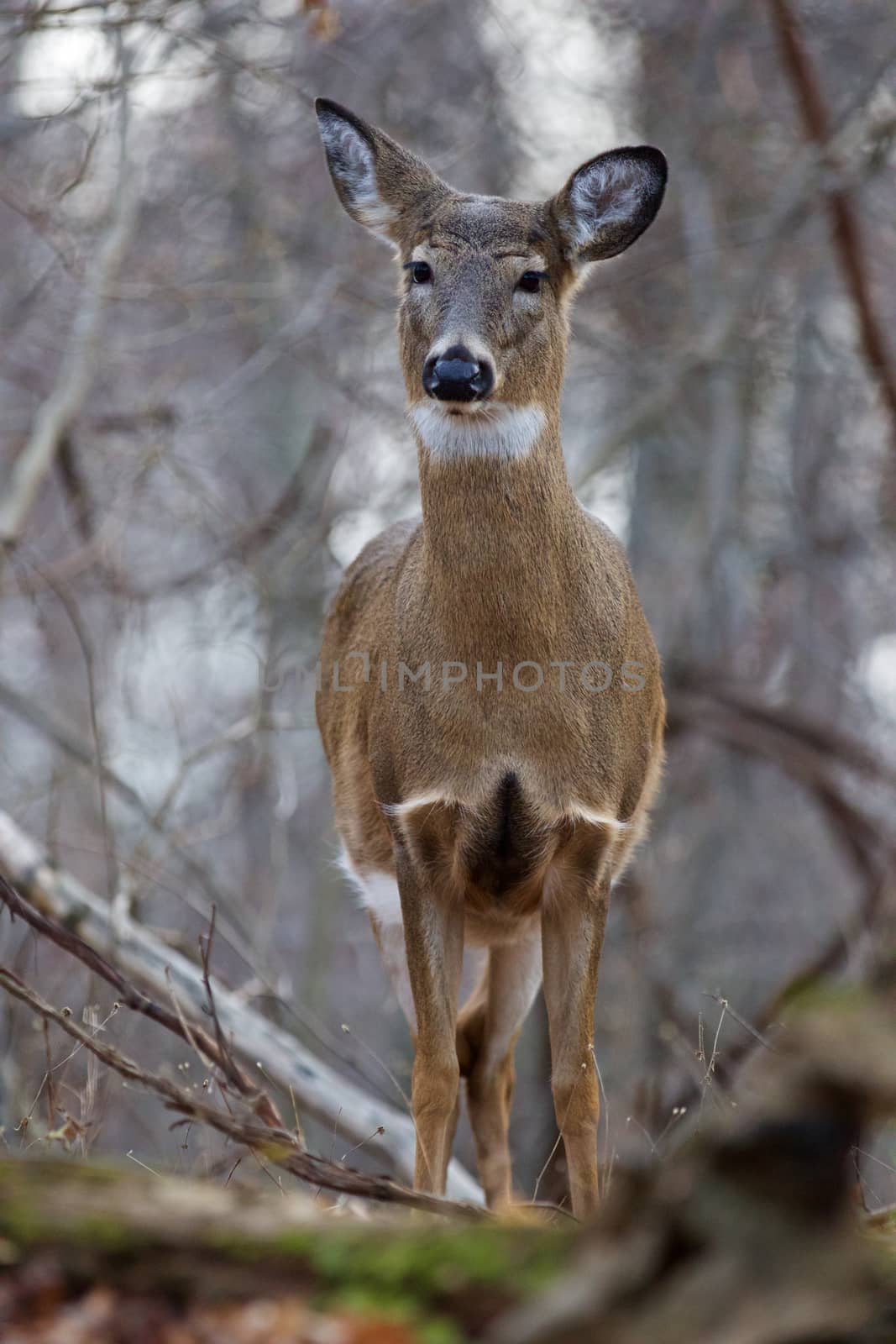 Beautiful image with the young deer in the forest