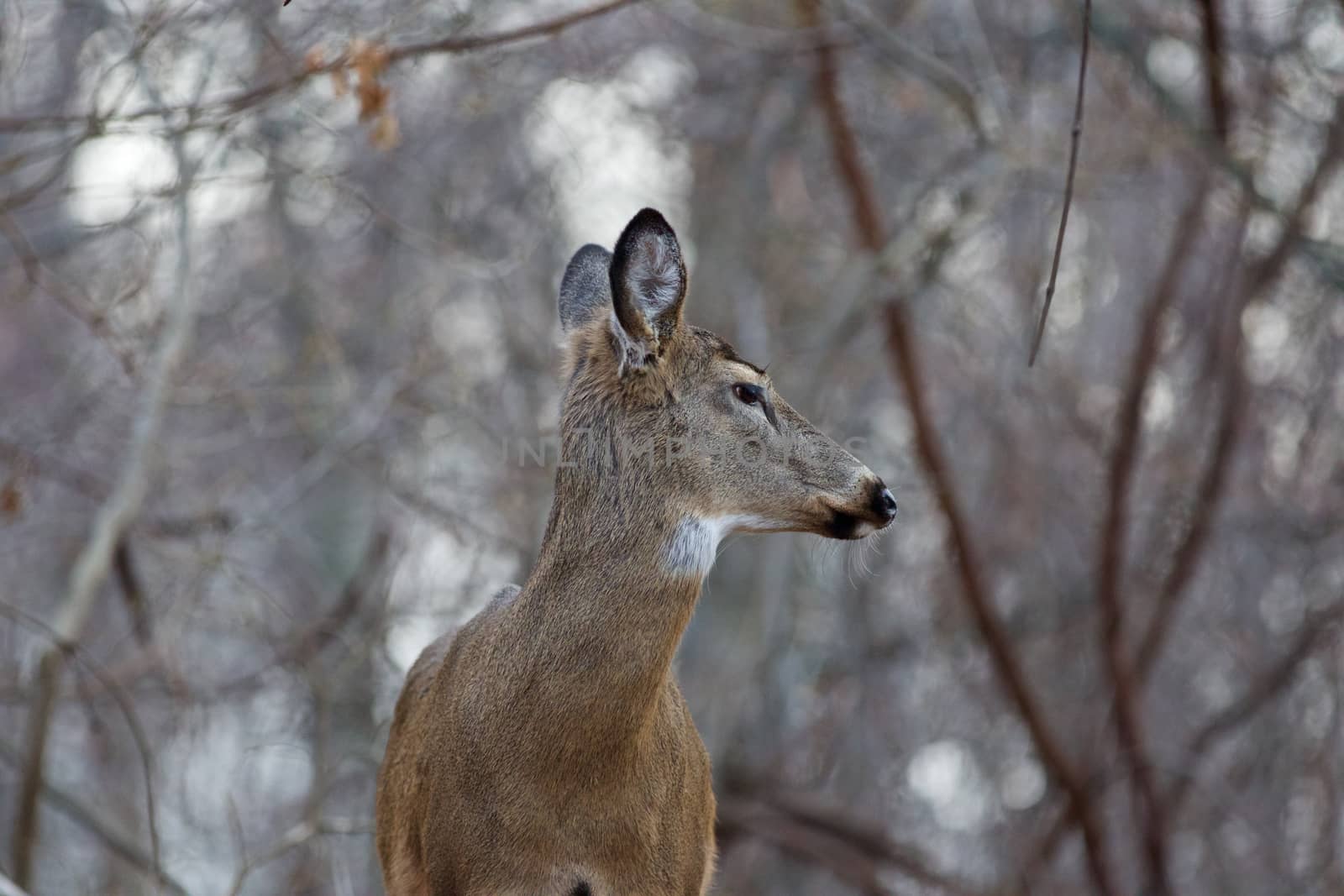 Photo of the beutiful deer turning his head back by teo