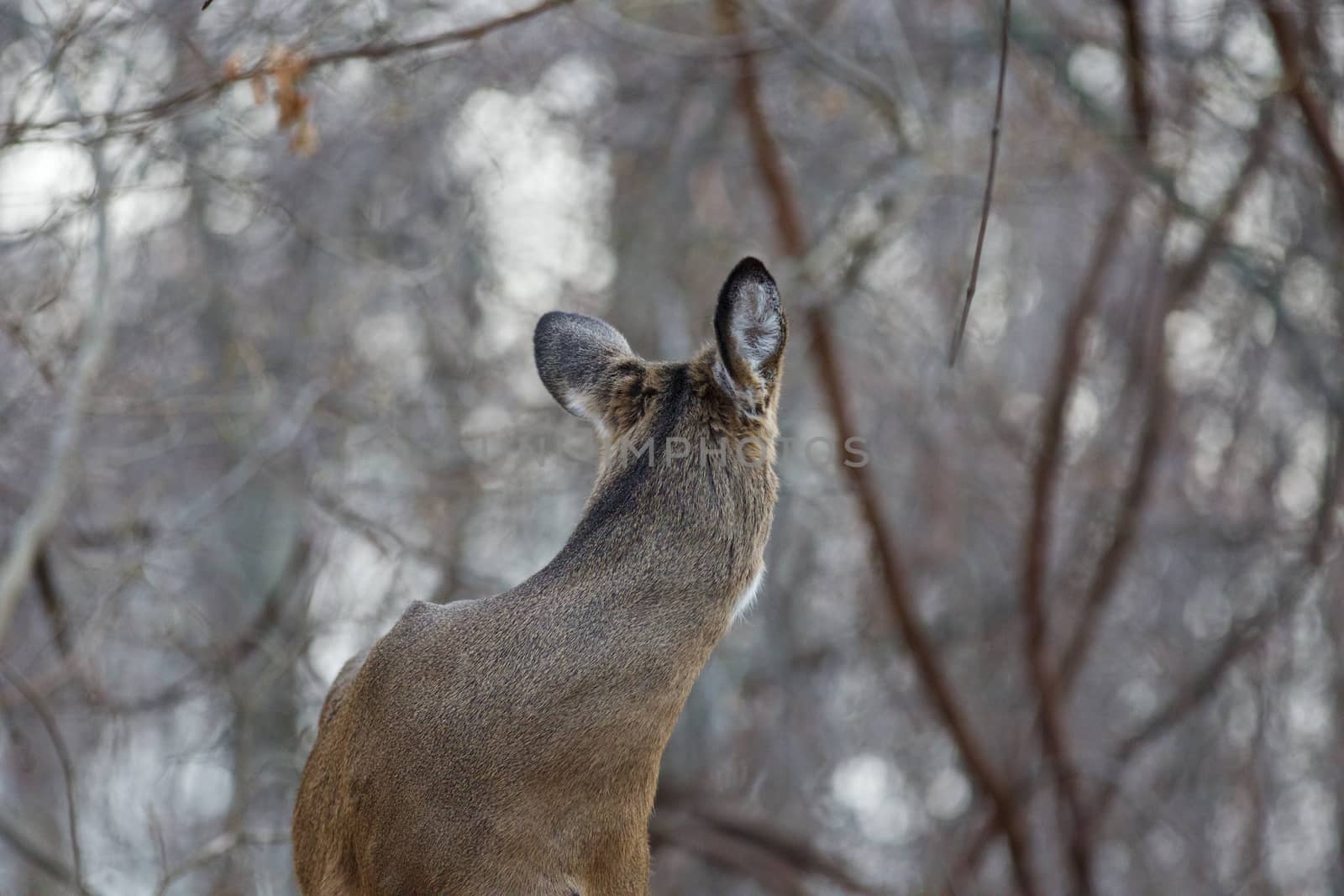 Photo of a deer looking back to the forest