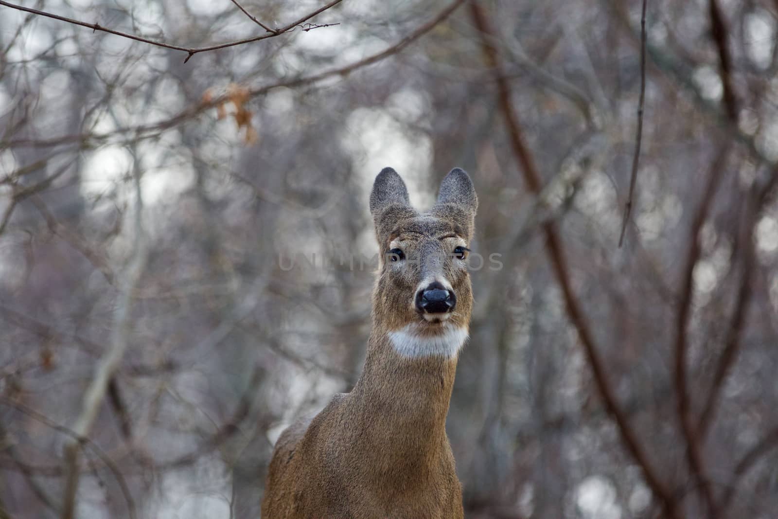 Picture with a cute deer in the forest