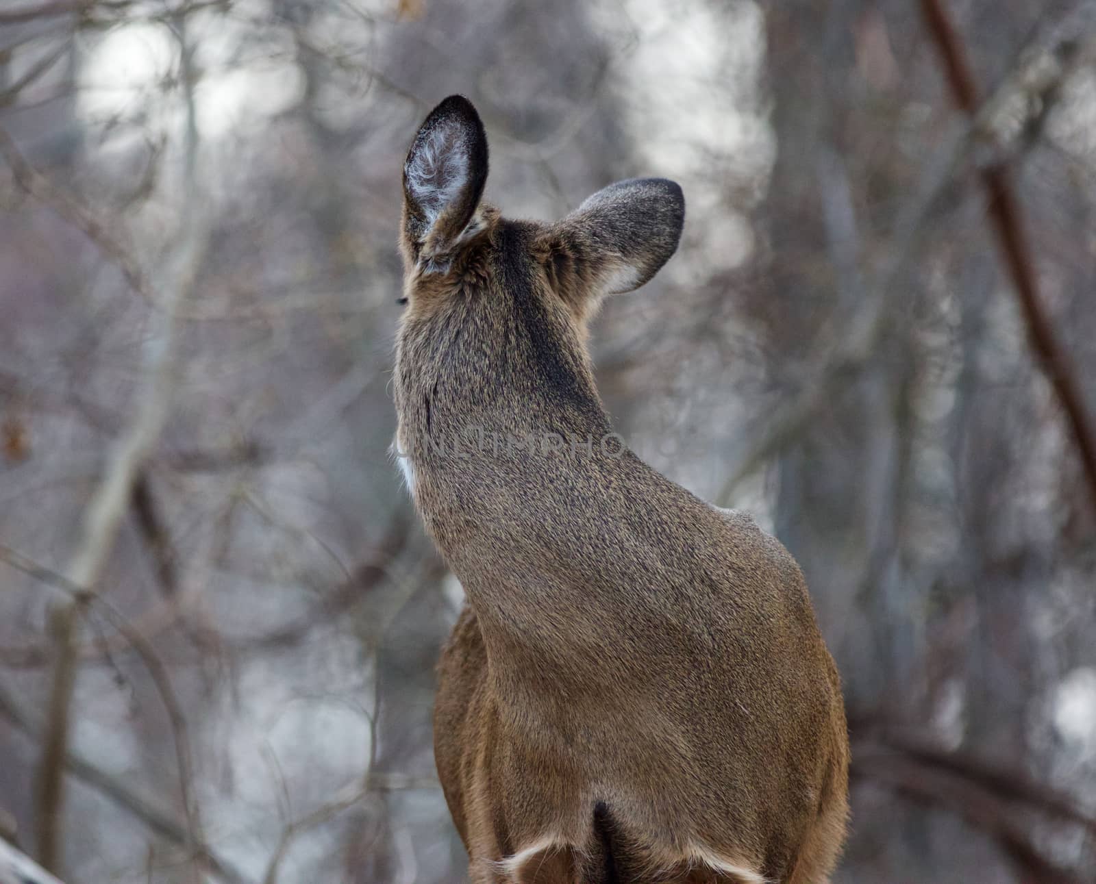 Photo of a deer looking back on something by teo