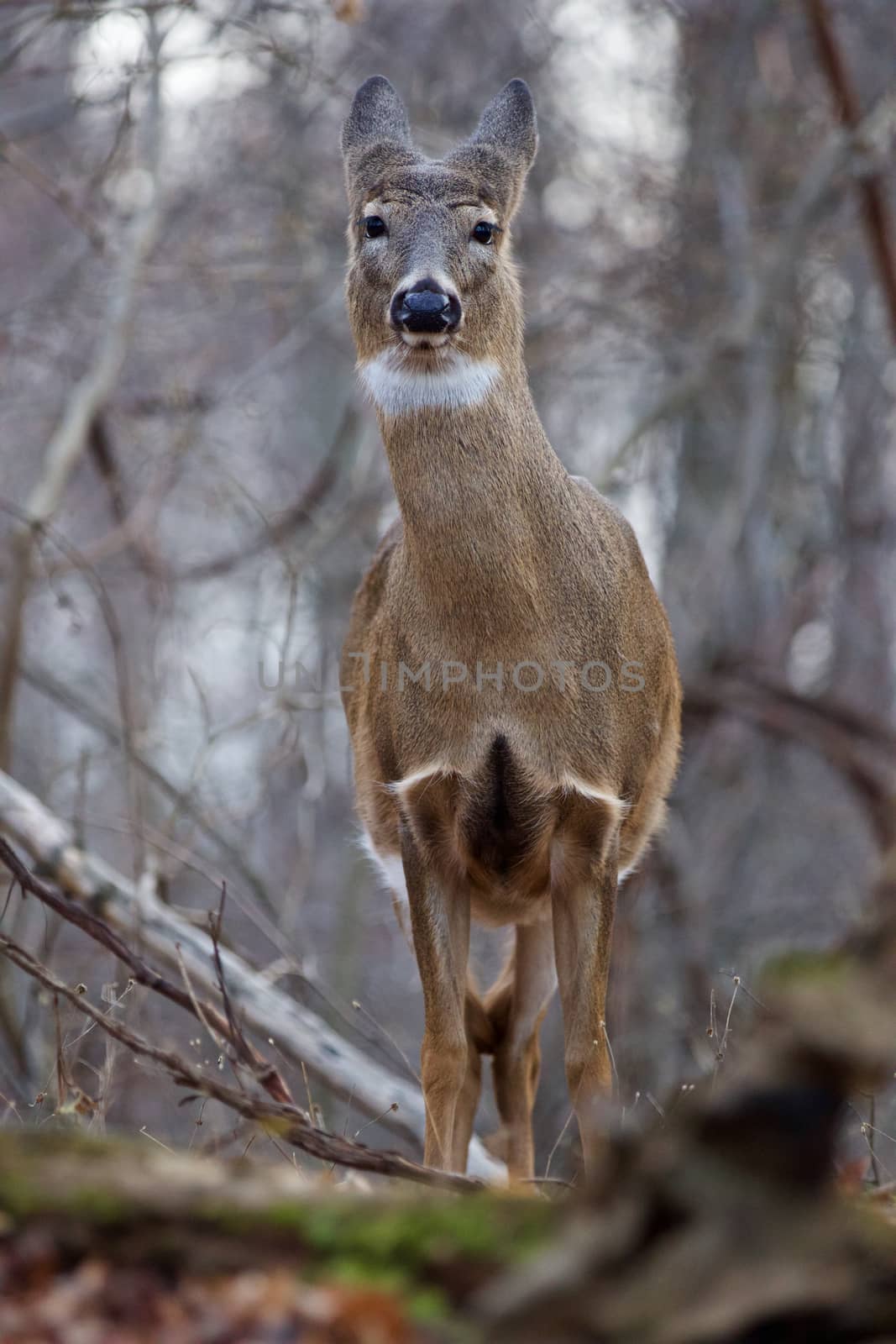 Picture with a deer looking straight on you