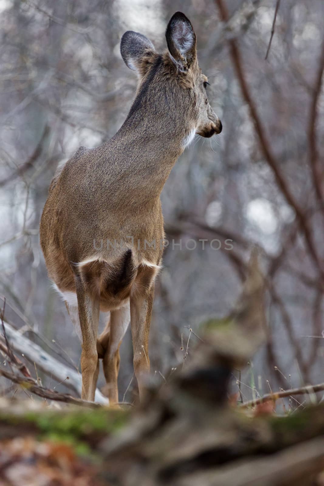 Beautiful picture of a wild deer in the forest