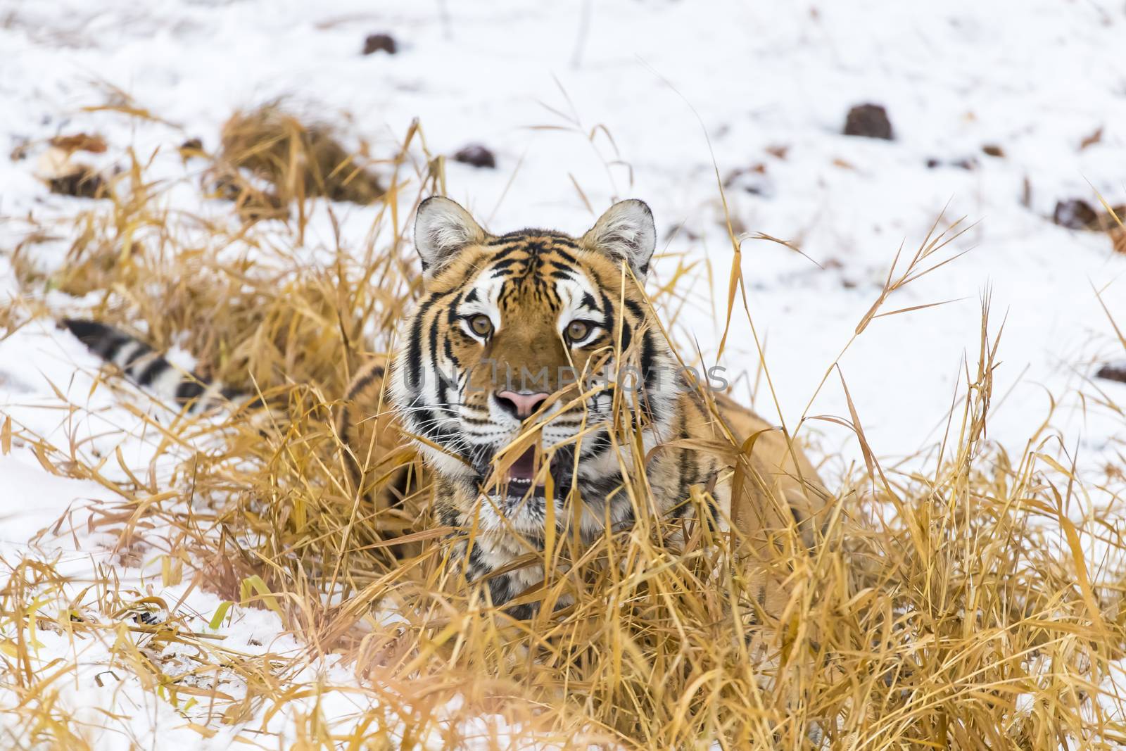 A Bengal Tiger in a snowy Forest hunting for prey.