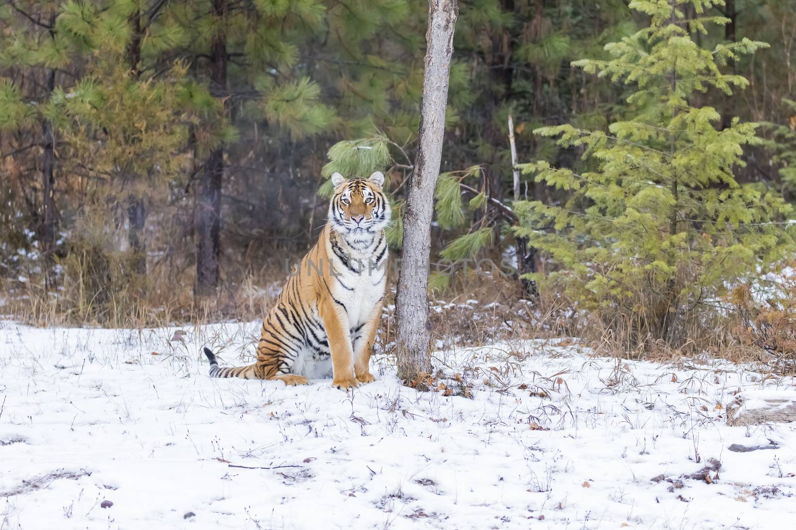 A Bengal Tiger in a snowy Forest hunting for prey.