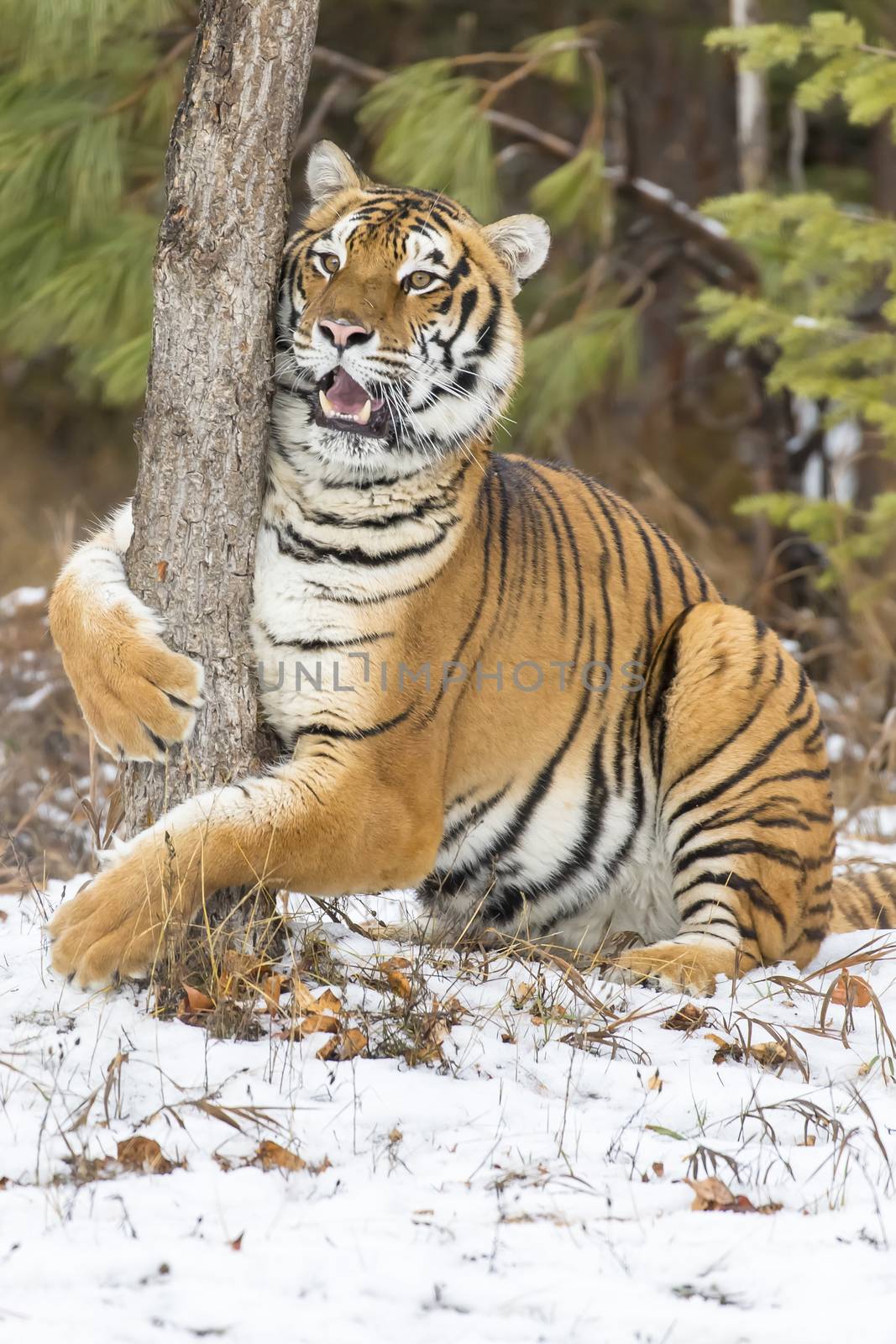 A Bengal Tiger in a snowy Forest hunting for prey.