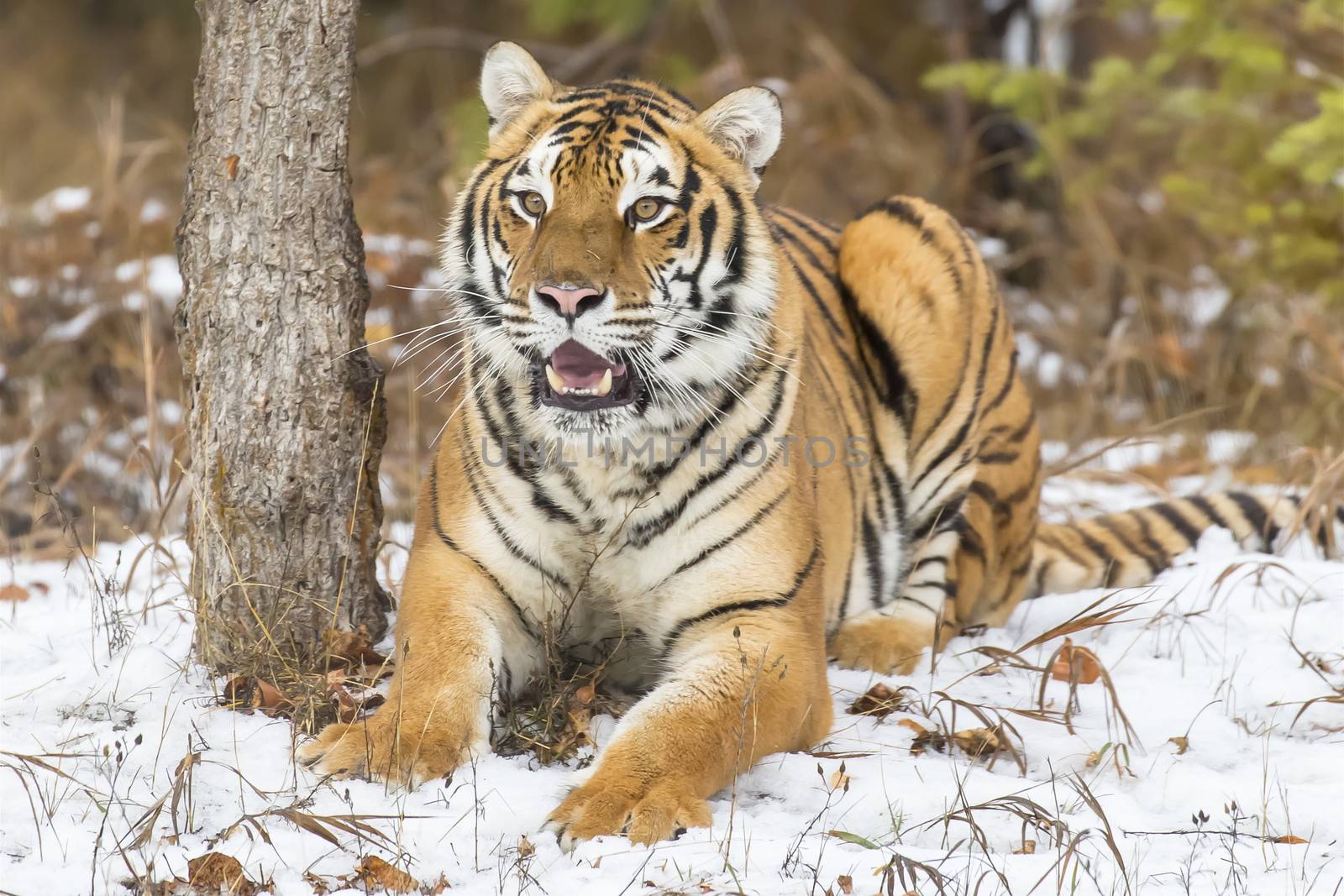 A Bengal Tiger in a snowy Forest hunting for prey.