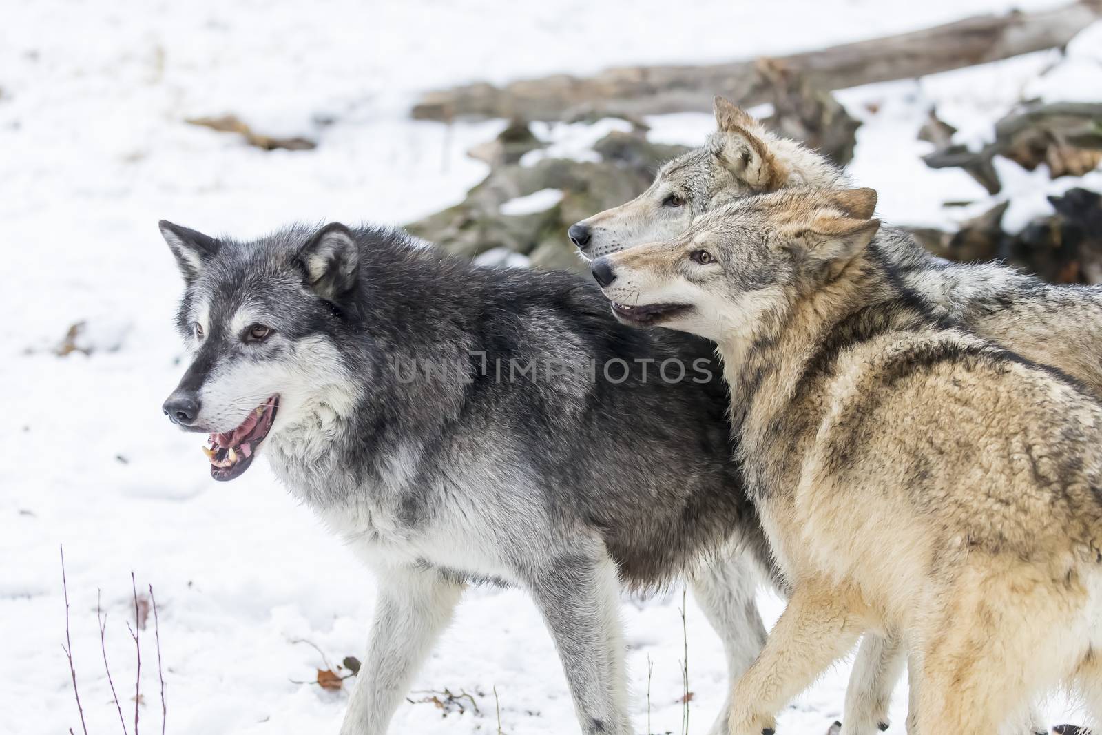 A pack of Tundra Wolves in a snowy Forest hunting for prey.