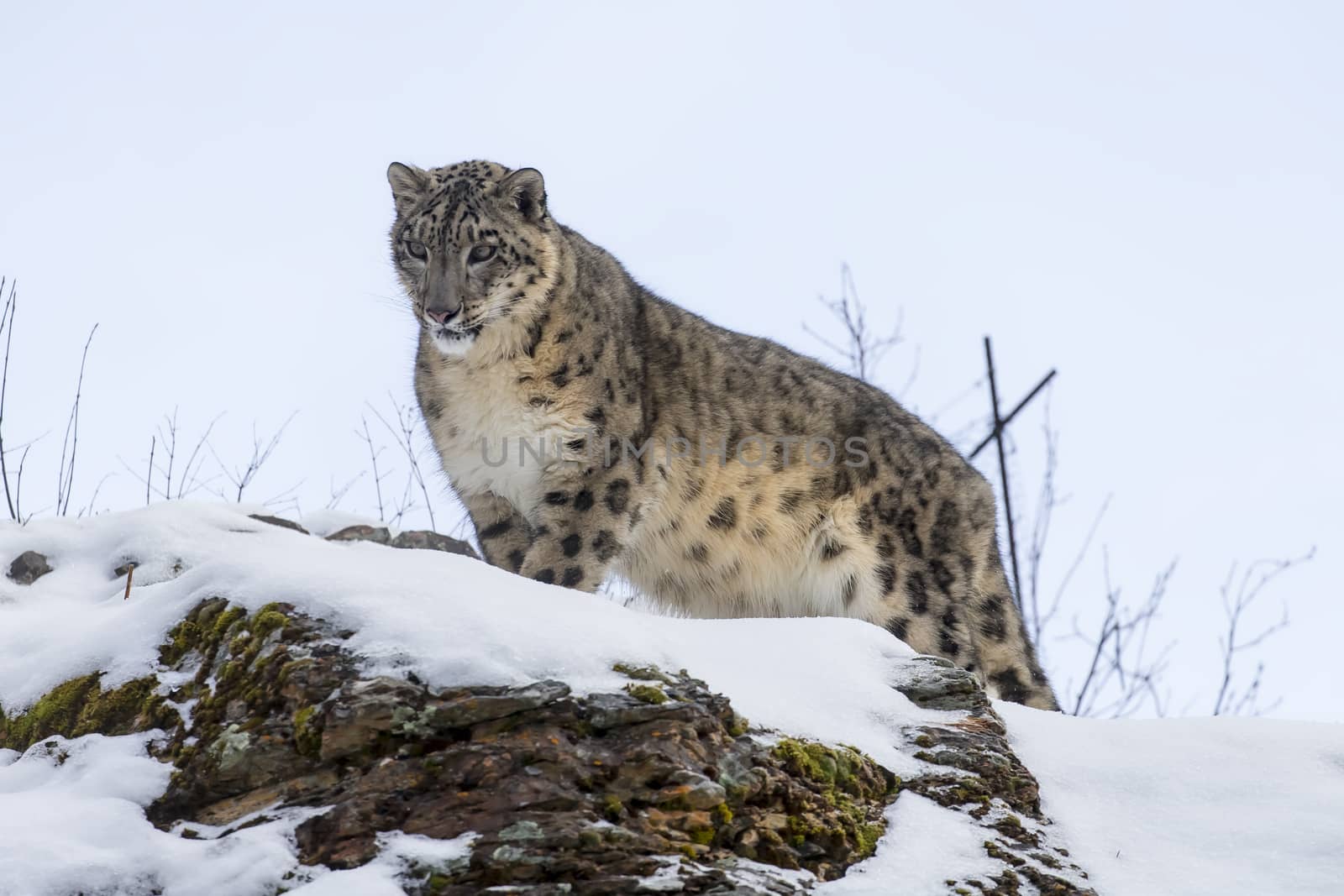 Snow Leopard in a snowy forest hunting for prey.