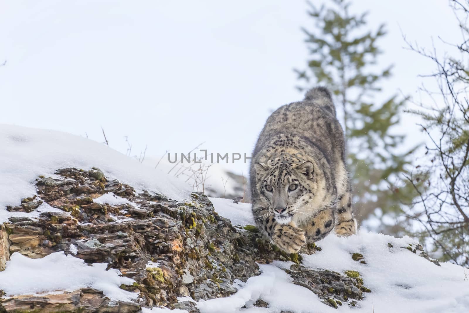 Snow Leopard in a snowy forest hunting for prey.