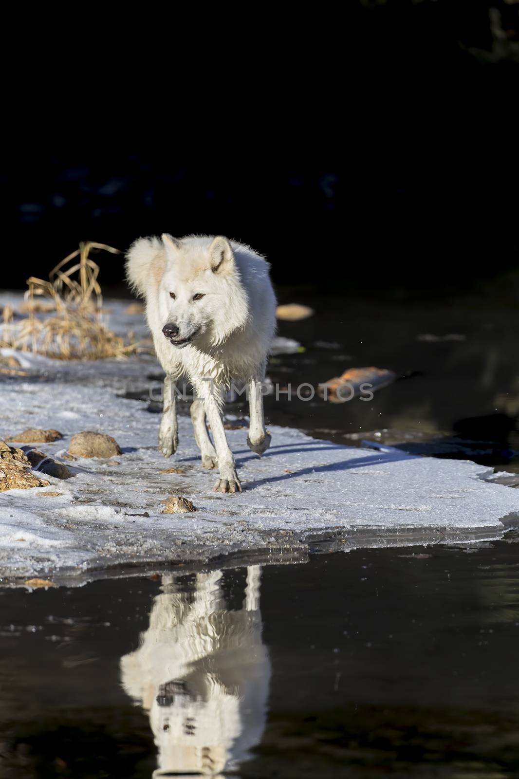 Two Arctic Wolves play around near an icy pond in a snowy forest hunting for prey.