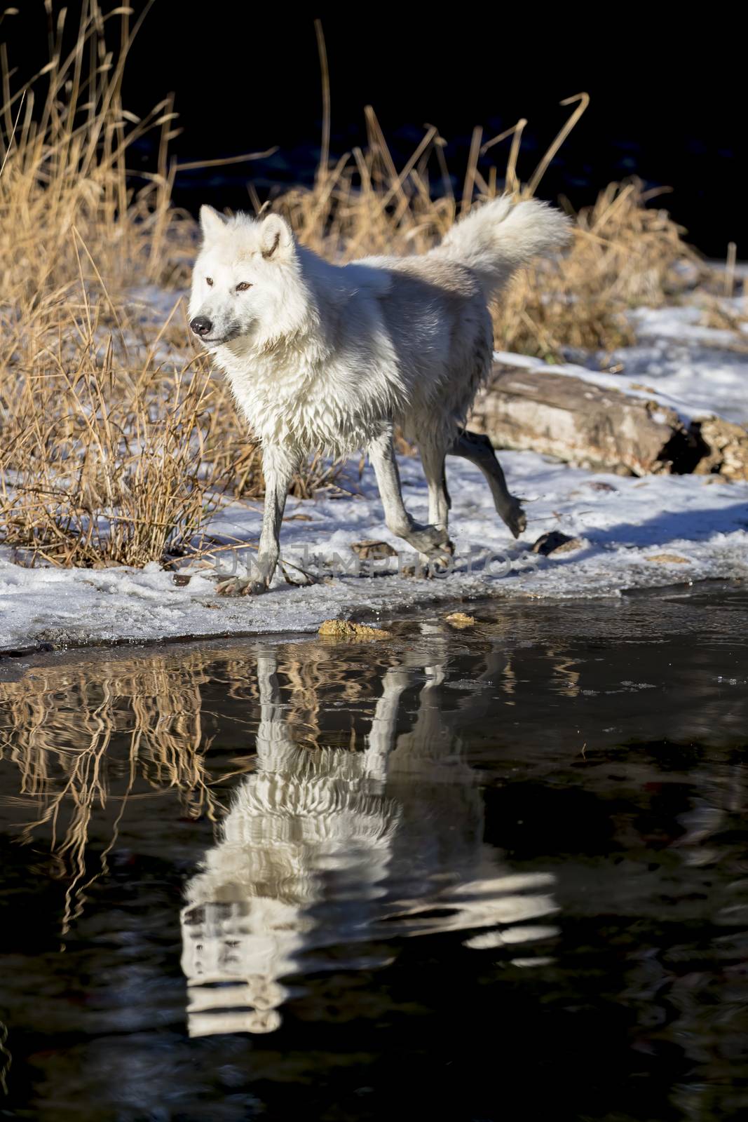 Two Arctic Wolves play around near an icy pond in a snowy forest hunting for prey.