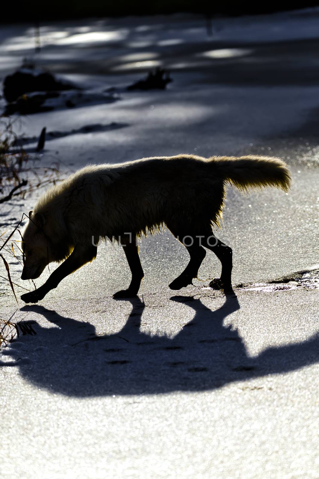 Two Arctic Wolves play around near an icy pond in a snowy forest hunting for prey.