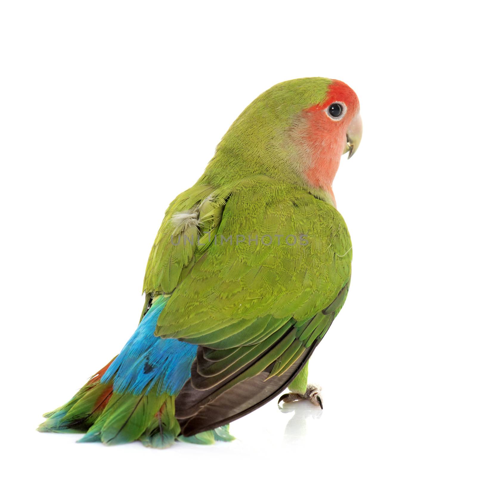 Peach-faced Lovebird in front of white background