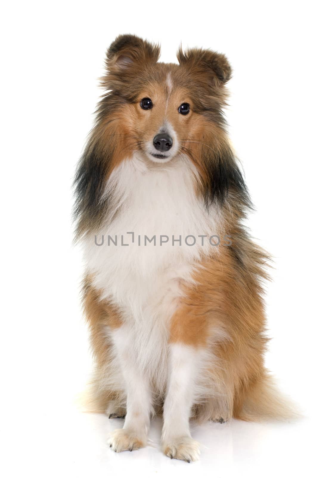 young shetland dog by cynoclub