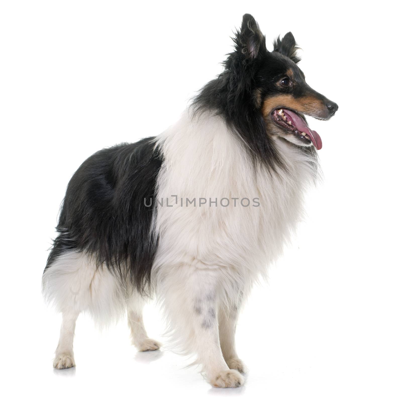 adult shetland sheepdog in front of white background