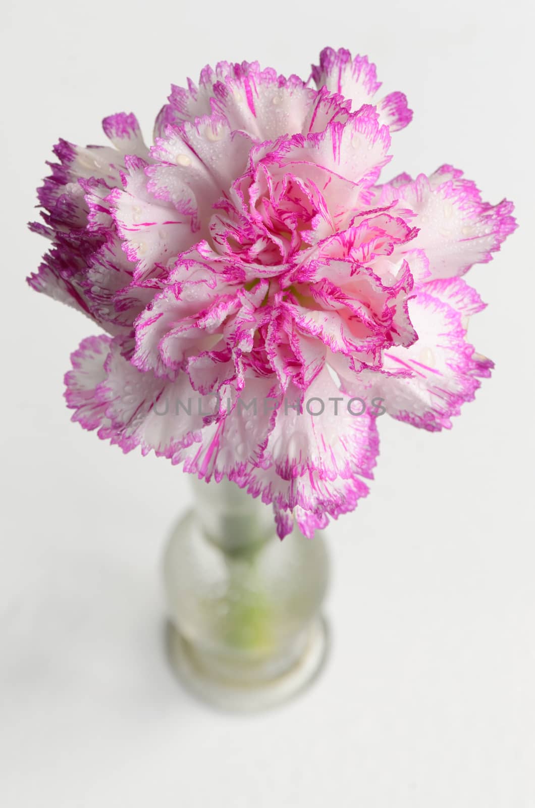 fresh carnations flower in vase
