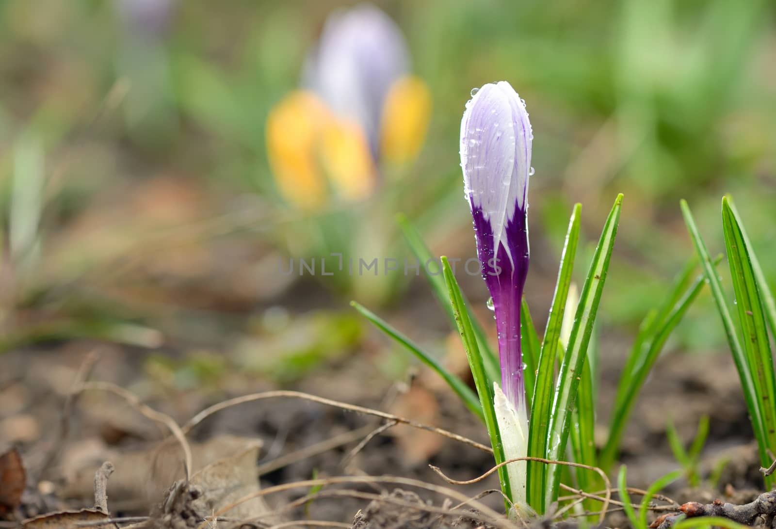 Crocus on a meadow in spring