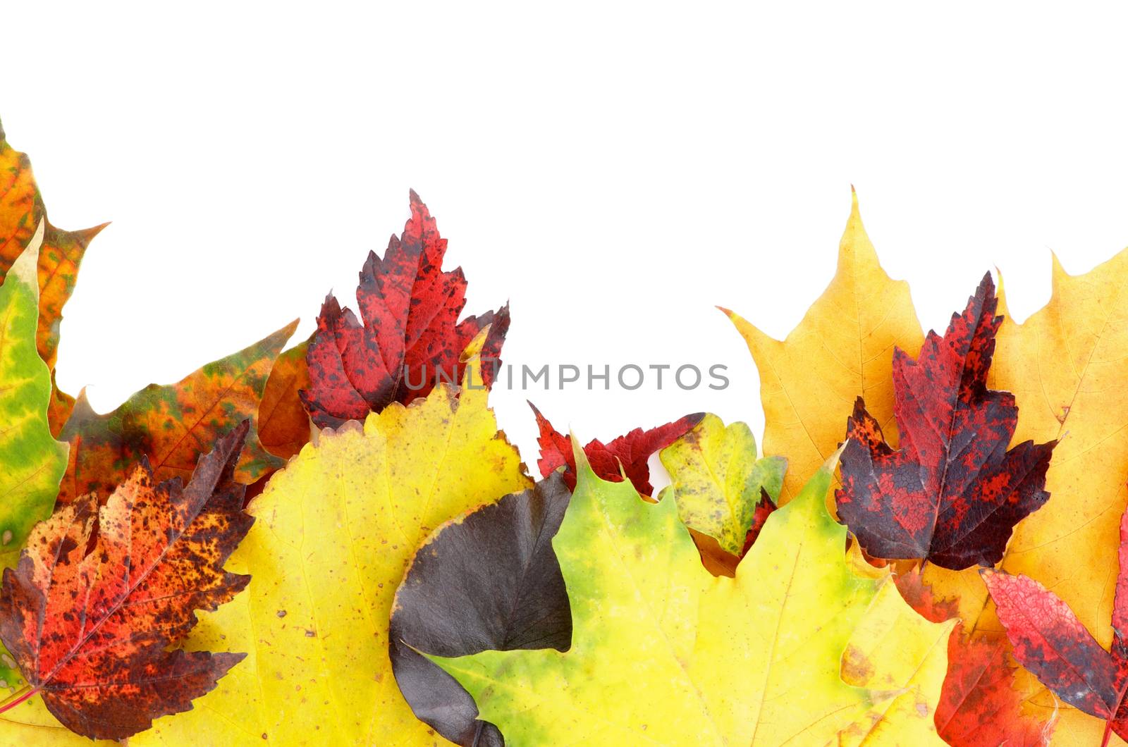 Horizontal Frame of Variegated Autumn Leafs isolated on White background