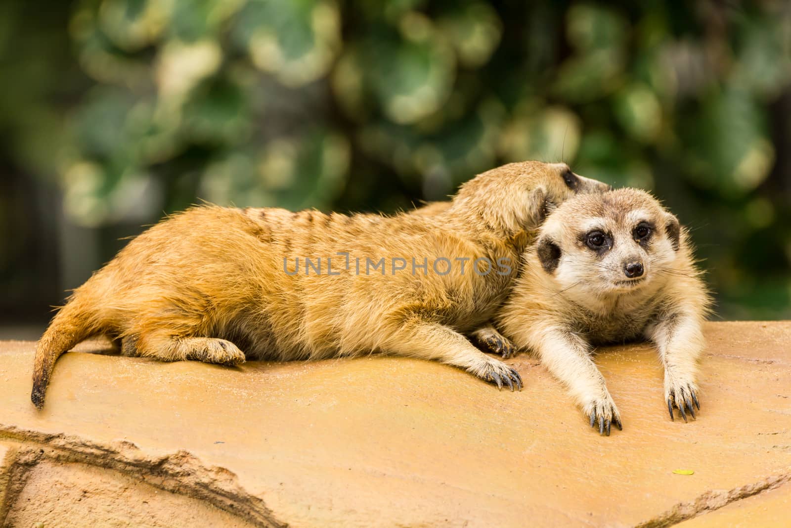 Meerkat resting on ground in zoo, Thailand.