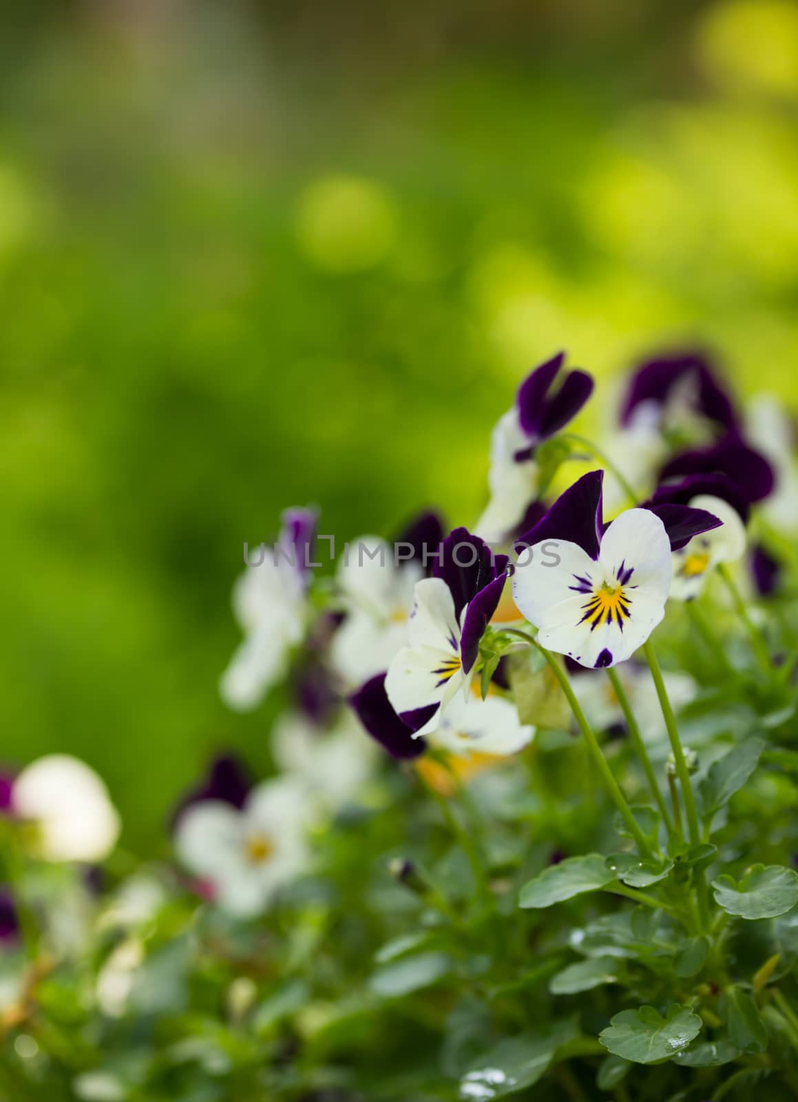 Flowers in the small garden, blur background.