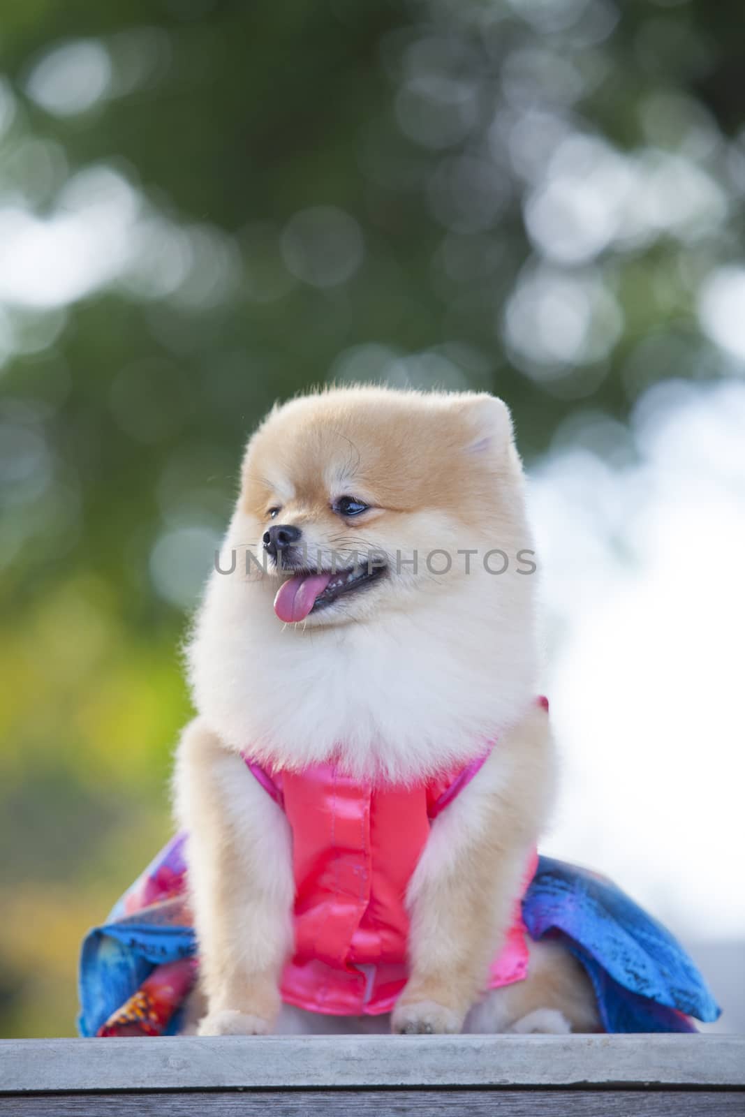 A beautiful little full body of a Pomeranian dog with cute expression in the face standing and watching other dogs in the park outdoors